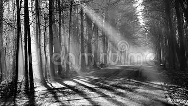 波兰森林中浓雾中的道路和阳光。